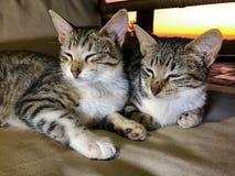Tabby cat kitten siblings trying to sleep stock photos Tabby cat kitten siblings trying to sleep stock photos