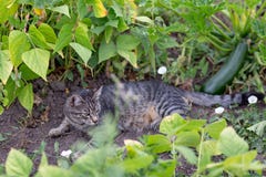 A tabby cat lies on the ground in a vegetable garden among bean sprouts and zucchini.
