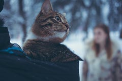 Tabby color cat in the hood of a jacket on a blurred background of a girl with flowing hair stock images Tabby color cat in the hood of a jacket on a blurred background of a girl with flowing hair stock images