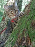 Tabby kota obsiadanie na mechatym drzewie wokoło i spojrzeniu