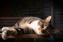 Tabby lying on the beach Na ogródu stole Fotografia Royalty Free Tabby lying on the beach Na ogródu stole Fotografia Royalty Free