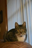 Tabby Manx Cat Restin stock photos Tabby Manx Cat Restin stock photos