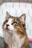 Tabby and white cat looking up behind a metal fence stock photos Tabby and white cat looking up behind a metal fence stock photos