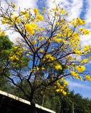Tabebuiachrysantha, genoemd araguaney, guayacan ipe, Boom van de bloei de gele bloem stock fotografie Tabebuiachrysantha, genoemd araguaney, guayacan ipe, Boom van de bloei de gele bloem stock fotografie
