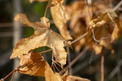 Table background and autumn time. Free space for your product royalty free stock photos Table background and autumn time. Free space for your product royalty free stock photos