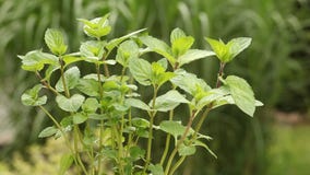 Tadellose Anlage im Garten Tadellose Anlage im Garten