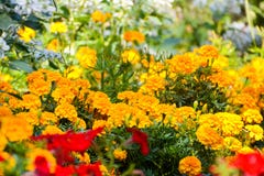 Tagetes i tr?dg?rden Tagetes tr?dg?rdblommor Tagetes - magiblommor Blommatr?dg?rden royaltyfri foto Tagetes i tr?dg?rden Tagetes tr?dg?rdblommor Tagetes - magiblommor Blommatr?dg?rden royaltyfri foto