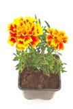 Tagetes patula - French marigold flower isolated on white Stock Images Tagetes patula - French marigold flower isolated on white Stock Images