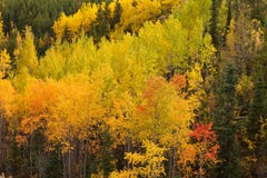 Taiga boréal de forêt du Yukon de chute d'arbres d'or de tremble photographie stock Taiga boréal de forêt du Yukon de chute d'arbres d'or de tremble photographie stock
