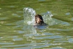 Tail feathers as a duck submerges below the water surface in search of food royalty free stock photography Tail feathers as a duck submerges below the water surface in search of food royalty free stock photography