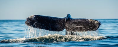 Tail fin of the mighty humpback whale above surface of the ocean. Scientific name: Megaptera novaeangliae. Natural habitat. royalty free stock photography Tail fin of the mighty humpback whale above surface of the ocean. Scientific name: Megaptera novaeangliae. Natural habitat. royalty free stock photography