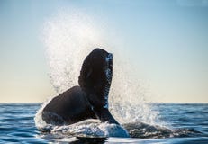 Tail fin of the mighty humpback whale Megaptera novaeangliae royalty free stock photo Tail fin of the mighty humpback whale Megaptera novaeangliae royalty free stock photo