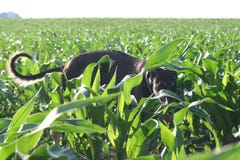 Polish Greyhound in a cornfield royalty free stock photos Polish Greyhound in a cornfield royalty free stock photos