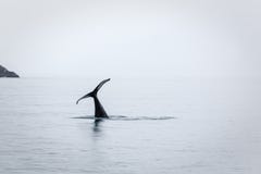 Only the tail remains as orca or killer whale disappears royalty free stock image Only the tail remains as orca or killer whale disappears royalty free stock image