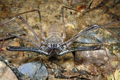Tailless whip scorpion or Amblypygid Royalty Free Stock Photography Tailless whip scorpion or Amblypygid Royalty Free Stock Photography