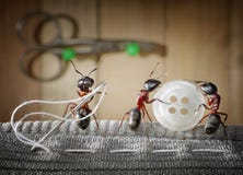 Tailor ant and team of ants sewing wear, teamwork