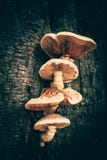 Tajemnicze pieczarki r na pal?cym drzewnym baga?niku, Halloween poj?cie, pionowo widok zdjęcie stock Tajemnicze pieczarki r na pal?cym drzewnym baga?niku, Halloween poj?cie, pionowo widok zdjęcie stock