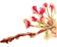 Tak met roze bloemenvector De tekening is geschilderd in waterverf stock afbeelding Tak met roze bloemenvector De tekening is geschilderd in waterverf stock afbeelding
