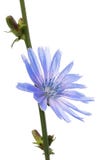 Tak van bloeiend die witlof op witte achtergrond wordt geïsoleerd stock foto's Tak van bloeiend die witlof op witte achtergrond wordt geïsoleerd stock foto's
