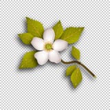 Tak van een boom met een bloem en bladeren royalty-vrije illustratie Tak van een boom met een bloem en bladeren royalty-vrije illustratie