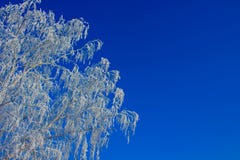 Tak van een boom in een rijp tegen een blauwe hemel stock afbeelding Tak van een boom in een rijp tegen een blauwe hemel stock afbeelding