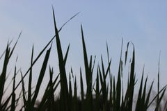 Take a tall grass object in the garden stock photo Take a tall grass object in the garden stock photo