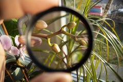 Taking a closer look on orchid flower buds blossoming while observing it through the magnifier glass and enlarging it