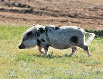 Taking The Pet Pig For A Walk Stock Image Image Of Small Mammal 189378773