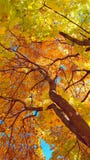 Takken en boomstam met heldere gele en groene bladeren van de boom van de de herfstesdoorn tegen de blauwe hemelachtergrond Knipp stock foto's Takken en boomstam met heldere gele en groene bladeren van de boom van de de herfstesdoorn tegen de blauwe hemelachtergrond Knipp stock foto's
