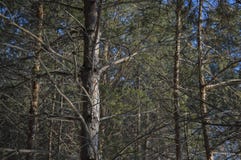 Takken van bomen in een bos stock fotografie Takken van bomen in een bos stock fotografie