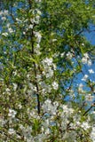 Takken van een tot bloei komende appelboom in de lentetijd tegen de achtergrond van blauwe hemel royalty-vrije stock fotografie Takken van een tot bloei komende appelboom in de lentetijd tegen de achtergrond van blauwe hemel royalty-vrije stock fotografie
