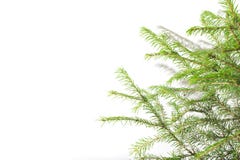 Takken van Siberische sparren op een natuurlijke witte achtergrond stock fotografie Takken van Siberische sparren op een natuurlijke witte achtergrond stock fotografie