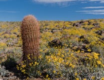 Tall Barrel Cactus in Field of California Brittlebush royalty free stock photography Tall Barrel Cactus in Field of California Brittlebush royalty free stock photography
