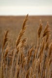 The tall brown grasses at the Pt. Mouilee State Park Stock Image The tall brown grasses at the Pt. Mouilee State Park Stock Image