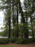 tall green trees, water, bushes royalty free stock image tall green trees, water, bushes royalty free stock image