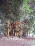 Tall Land Bamboo vegetation on loam soil royalty free stock photo Tall Land Bamboo vegetation on loam soil royalty free stock photo