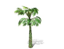 A tall palm tree isolated over a white background. royalty free stock photos A tall palm tree isolated over a white background. royalty free stock photos