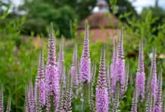 Tall purple Veronica flowers, photographed in mid summer at in the historic walled garden at Eastcote, London UK