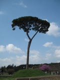 Tall thin tree Tall thin tree
