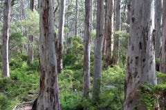 Tall Tree Boranup Karri Forest West Australia Royalty Free Stock Photos Tall Tree Boranup Karri Forest West Australia Royalty Free Stock Photos