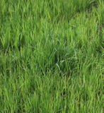 Tall young grass stock image Tall young grass stock image