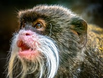 Tamarin d'empereur photo stock Tamarin d'empereur photo stock