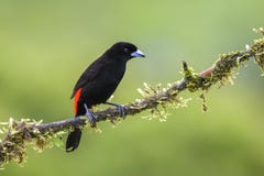 Tanager d'écarlate-rumped - passerinii de Ramphocelus photographie stock libre de droits Tanager d'écarlate-rumped - passerinii de Ramphocelus photographie stock libre de droits