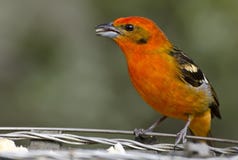 Tanager de couleur flamme (mâle) 1 images libres de droits Tanager de couleur flamme (mâle) 1 images libres de droits