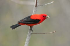 Tanager de escarlata foto de archivo libre de regalías Tanager de escarlata foto de archivo libre de regalías