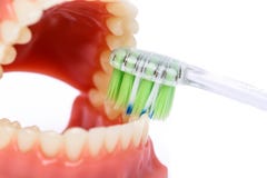 Tandborste och Orthodontic modell som används i tandläkekonst för demonstration och bildande avsikter Borsta tänder med tandborst royaltyfri fotografi Tandborste och Orthodontic modell som används i tandläkekonst för demonstration och bildande avsikter Borsta tänder med tandborst royaltyfri fotografi