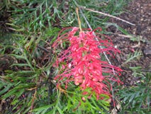 Tangalooma, una planta nativa australiana natural hermosa en la isla de Moreton, Queensland, Australia imágenes de archivo libres de regalías Tangalooma, una planta nativa australiana natural hermosa en la isla de Moreton, Queensland, Australia imágenes de archivo libres de regalías
