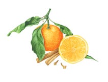 Tangerines z liśćmi z pikantność, gałąź drzewo i dekoracją, akwarela obraz royalty ilustracja Tangerines z liśćmi z pikantność, gałąź drzewo i dekoracją, akwarela obraz royalty ilustracja