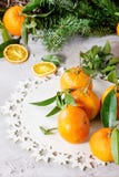 Tangerines στο ντεκόρ Χριστουγέννων Στοκ φωτογραφία με δικαίωμα ελεύθερης χρήσης Tangerines στο ντεκόρ Χριστουγέννων Στοκ φωτογραφία με δικαίωμα ελεύθερης χρήσης