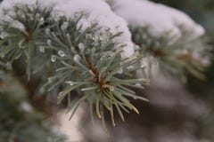 Tannenzweig unter Schnee und mit Eisabschluß oben stockbild Tannenzweig unter Schnee und mit Eisabschluß oben stockbild